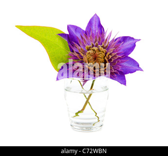 Viola la clematide fiore in vetro isolato su sfondo bianco Foto Stock