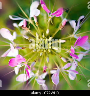 Cleome hassleriana - rosa spider flower Foto Stock