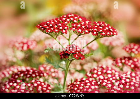 Achillea millefolium 'Peggy Sue' Yarrow Foto Stock