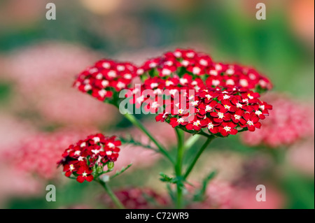 Achillea millefolium 'Peggy Sue' Yarrow Foto Stock