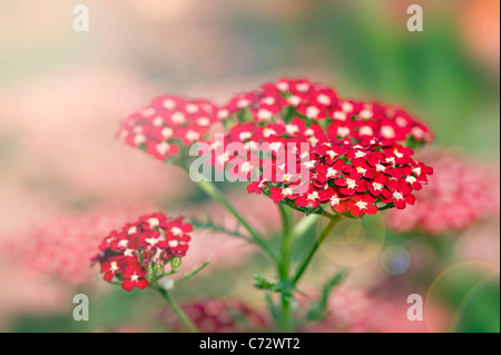 Achillea millefolium 'Peggy Sue' Yarrow con sun flare Foto Stock