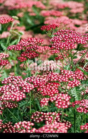 Close-up di immagine vivace fioritura estiva red Achillea millefolium 'Peggy Sue' fiori noto anche come Yarrow. Foto Stock