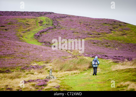 Il Offas Dyke lunga distanza sentiero sulle colline Clwydian nel Galles del Nord. Foto Stock