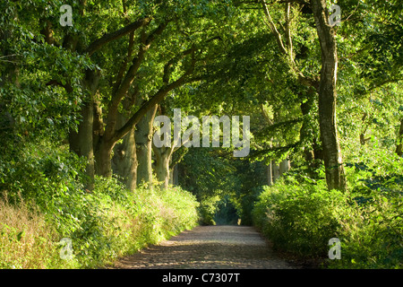 Strada alberata, Ruegen Isola, Meclemburgo-Pomerania Occidentale, Germania, Europa Foto Stock