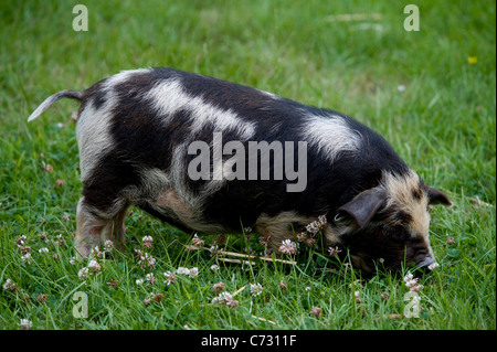 Un maiale nana in erba Foto Stock