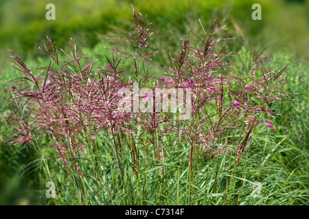 Miscanthus sinensis Gracillimus - Maiden erba (Eulalia 'Gracillimus) Foto Stock
