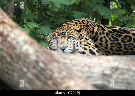 Jaguar (Panthera onca), Wild big cat, il Belize Zoo, Miglia 29, Western Highway, Belize City, Belize, America Centrale Foto Stock