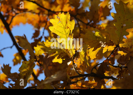 La luce del sole in foglie di lingua inglese o di rovere di tartufo in autunno Foto Stock
