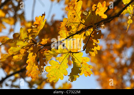 La luce del sole in foglie di lingua inglese o di rovere di tartufo in autunno Foto Stock