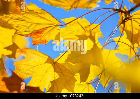 Foglie di acero di autunno colori nel cielo blu Foto Stock