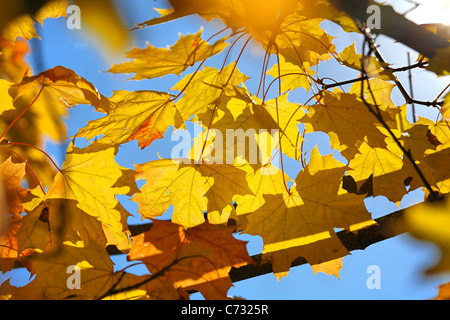 Foglie di acero di autunno colori nel cielo blu Foto Stock