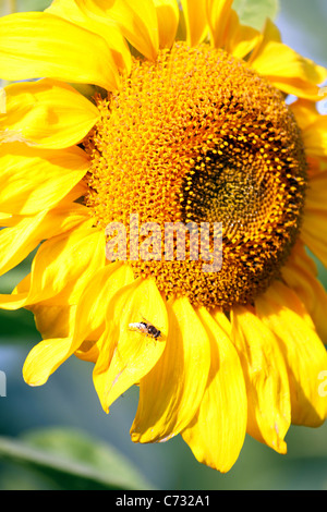 Semi di girasole, di ripresa macro Foto Stock