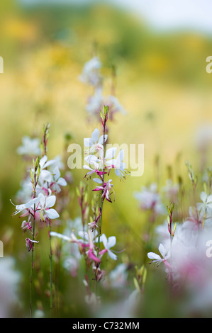 Close-up di immagine Gaura lindheimeri 'Whirling Farfalle' gaura fiori rosa e bianchi adottate contro uno sfondo morbido Foto Stock