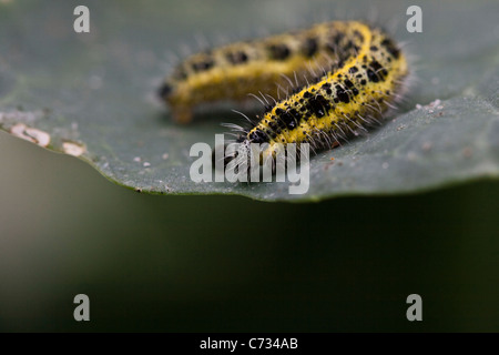 Grande nero e giallo caterpillar sul bordo di una foglia. Foto Stock