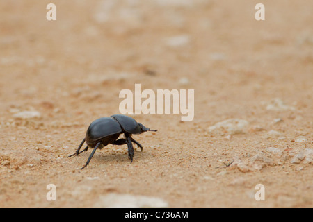 Dung beetle (scarabaeidae) ad Addo Elephant Park in Sud Africa. Foto Stock