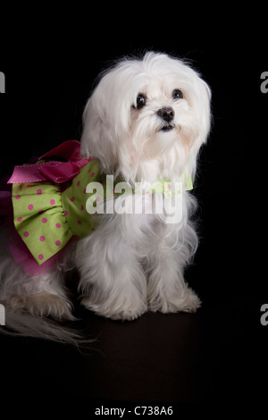 Il Maltese cucciolo vestito in tutù su sfondo nero Foto Stock