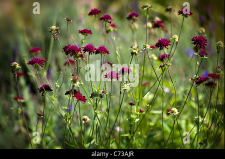 I delicati fiori di Scabiosa atropurpurea noto anche come mourningbride o dolce fiore scabious, presa contro un dolce sottofondo. Foto Stock