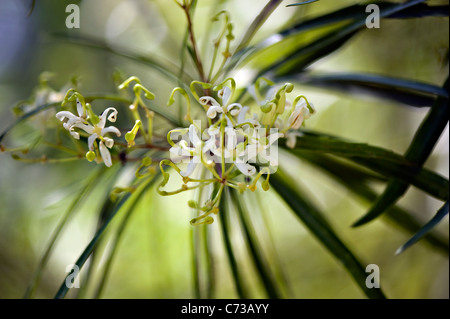 Close-up di immagine Lomatia Myricoides fiori bianchi noto anche come foglia lungo Lomatia o fiume lomatia Foto Stock