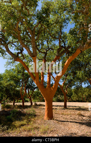 Recentemente tolto alberi da sughero in Portogallo, l'Alentejo Foto Stock