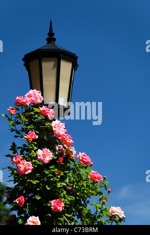 Le rose rosa per arrampicarsi su un palo della luce, International Rose Test Garden, Washington Park, Portland, Multnomah County, Oregon, Stati Uniti d'America Foto Stock