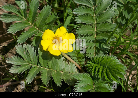 Oca Grass, Silverweed, Tansy selvatico (Potentilla anserina), la fioritura delle piante. Foto Stock