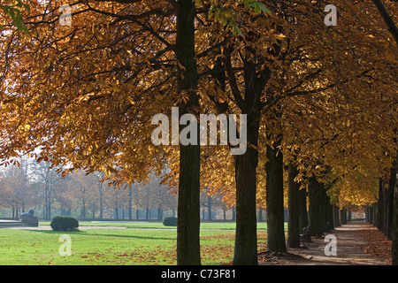 Foglie di autunno e viali alberati nel parco di castagni le mura della città di Braunschweig, Brunswick Bassa Sassonia Germania settentrionale Foto Stock