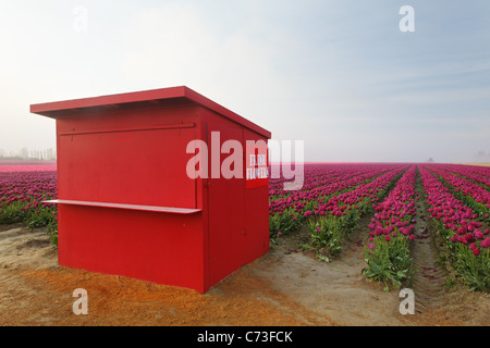 Campo di tulipani viola su una mattinata nebbiosa, Skagit Valley, Washington, Stati Uniti d'America Foto Stock