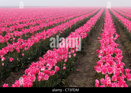 Campo di tulipani rosa su una mattinata nebbiosa, Skagit Valley, Washington, Stati Uniti d'America Foto Stock