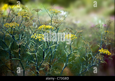 Close-up immagine della fioritura estiva, giallo Foeniculum vulgare fiori noto anche come comuni di finocchio, immagine presa contro un dolce sottofondo. Foto Stock