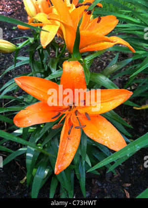 Tiger lily in giardino. Foto Stock