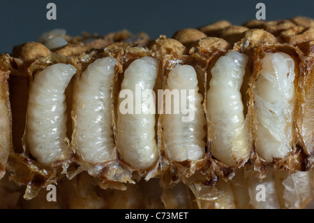 Il miele delle api (Apis mellifera, Apis mellifica). Close-up di nidi d'ape con celle aperte, mostrando le larve di sesso maschile in ogni singola cella Foto Stock