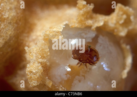 Il miele delle api (Apis mellifera). Close-up della cella aperta, mostrando larva di sesso maschile infettati dall'acaro parassita Varroa destructor Foto Stock