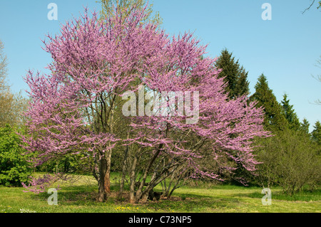 Albero di Giuda (Cercis siliquastrum). Struttura di fioritura. Foto Stock