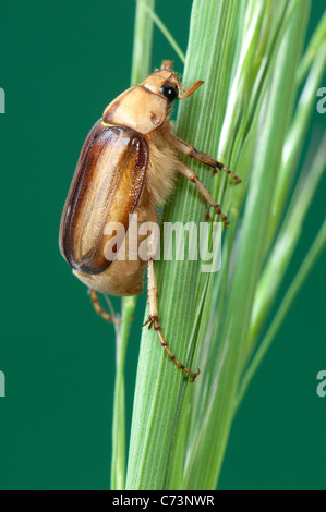 Estate Chafer, Europeo Giugno Beetle (Amphimallon solstitiale). Imago su una levetta di erba. Foto Stock