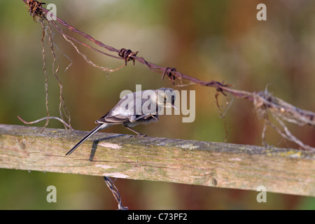 Pied Wagtail Motacilla alba nascente Foto Stock