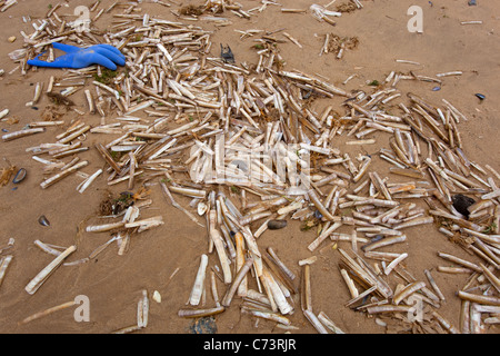 Gusci di rasoio Enis siliqua & Guanto Titchwell Norfolk Foto Stock