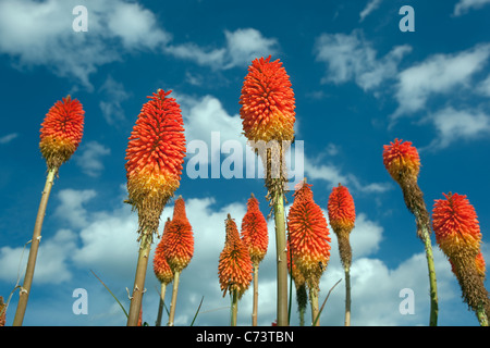 Red Hot Pokers Kniphofia inearifolia contro il cielo blu con api Foto Stock