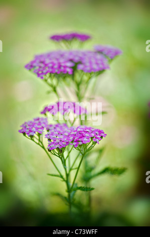 Close-up immagine della fioritura estiva, rosa Achillea millefolium 'abbastanza Belinda', comunemente noto come achillea o comuni o yarrow. Foto Stock