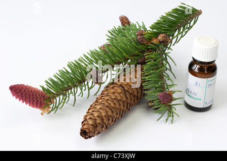 Comune di abete rosso, Abete rosso (Picea abies). Rametto con fiori, il cono e la piccola bottiglia di olio essenziale Foto Stock