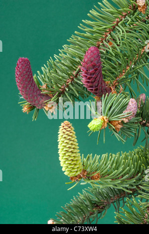 Comune di abete rosso, Abete rosso (Picea abies). Ramoscello con maschio e femmina di fiori. Foto Stock