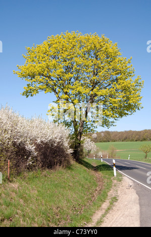 Norvegia (acero Acer platanoides), fiorito albero su di una strada. Foto Stock