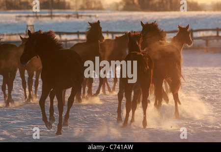 I cavalli in un paddock in inverno all'alba, Goerlsdorf, Germania Foto Stock