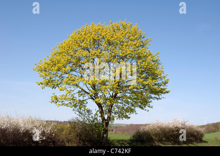 Norvegia (acero Acer platanoides), fioritura tree. Foto Stock