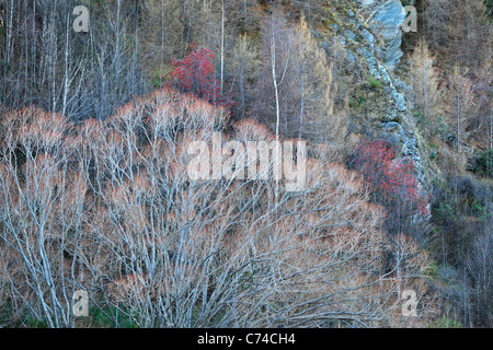 Inverno colore lungo le rive del fiume freccia in Arrowtown, Nuova Zelanda Foto Stock