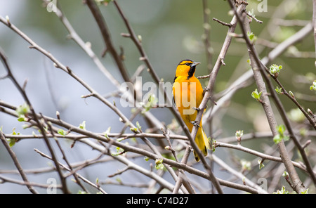 Il Giovenco Rigogolo nel Parco Nazionale di Yosemite durante la primavera. Foto Stock