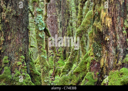 Classic moss coperte di foreste di faggio lungo le rive del lago Gunn sul Milford Sound Road nel Fjordland, Nuova Zelanda Foto Stock