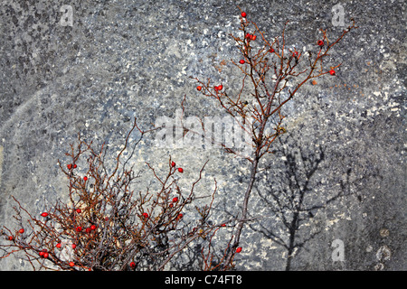 Rosso brillante biancospino bacche stand davanti di rocce calcaree in Arthurs Pass, Nuova Zelanda Foto Stock