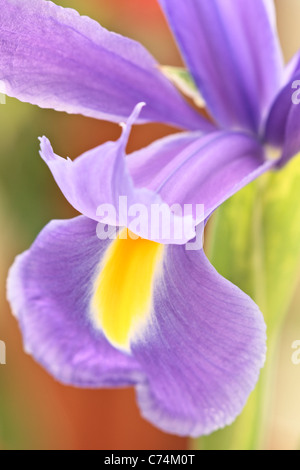 Close up di un viola e iris gialla in primavera Foto Stock