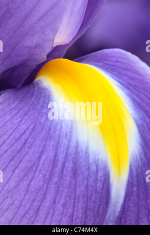 Close up di un viola e iris gialla in primavera Foto Stock