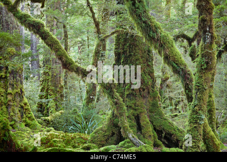 Classic moss coperte di foreste di faggio lungo le rive del lago Gunn sul Milford Sound Road nel Fjordland, Nuova Zelanda Foto Stock